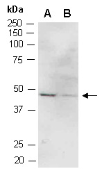 NKX2-2 Antibody Western (Abiocode)