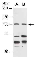 ZC3H12C Antibody Western (Abiocode)
