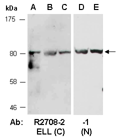 ELL Antibody Western (Abiocode)