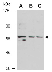 CNOT6 Antibody Western (Abiocode)