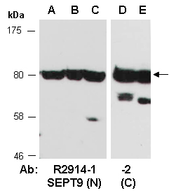 SEPT9 Antibody Western (Abiocode)