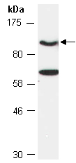CENPC1 Antibody Western (Abiocode)