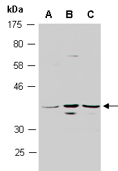 TMEM173 Antibody Western (Abiocode)
