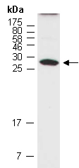 YKT6 Antibody Western (Abiocode)