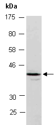FAM105B Antibody Western (Abiocode)