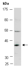 SEH1L Antibody Western (Abiocode)