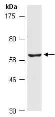 NPRL3 Antibody Western (Abiocode)