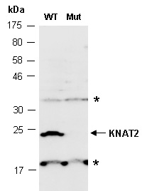 KNAT2 Western Antibody (Abiocode)