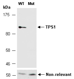 TPS1 Western Antibody (Abiocode)