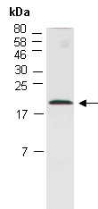 CXCL17 Antibody Western (Abiocode)