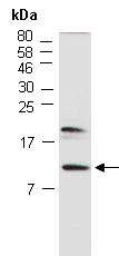 CXCL10 Antibody Western (Abiocode)