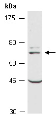 TBX21 Antibody Western (Abiocode)