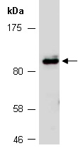 TNFRSF8 Antibody Western (Abiocode)