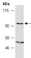SLC15A2 Antibody Western (Abiocode)
