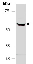 SENP7 Antibody Western (Abiocode)