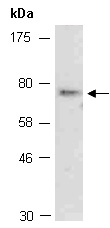 FZD1 Antibody Western (Abiocode)