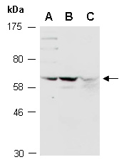 FZD7 Antibody Western (Abiocode)