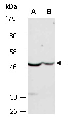 PTAFR Antibody Western (Abiocode)