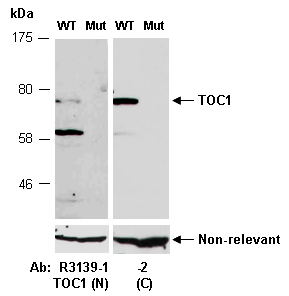 TOC1 Antibody Western (Abiocode)