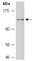 NFKB1 Antibody Western (Abiocode)