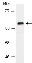 ATXN1 Antibody Western (Abiocode)