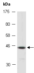 RAD23B Antibody Western (Abiocode)
