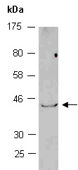 NKX2-5 Antibody Western (Abiocode)