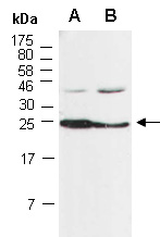 CDC42EP2 Antibody Western (Abiocode)