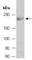 DOCK1 Antibody Western (Abiocode)