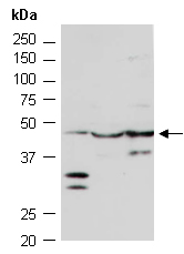 HDAC3 Antibody Western (Abiocode)