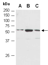 MMP3 Antibody Western (Abiocode)