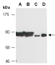 XRCC1 Antibody Western (Abiocode)