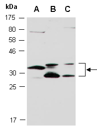 SLA2 Antibody Western (Abiocode)