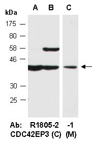 CDC42EP3 Antibody Western (Abiocode)