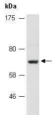 NR4A3 Antibody Western (Abiocode)