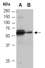 SIL1 Antibody Western (Abiocode)