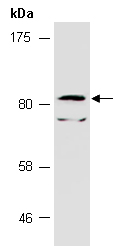 ELF1 Antibody Western (Abiocode)