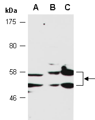 PLAG1 Antibody Western (Abiocode)
