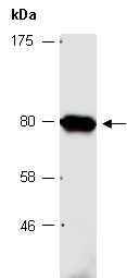 TFE3 Antibody Western (Abiocode)