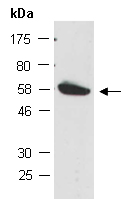 EGR3 Antibody Western (Abiocode)