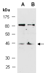 LHX5 Antibody Western (Abiocode)