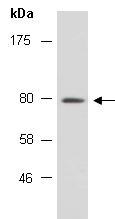 ARNTL Antibody Western (Abiocode)
