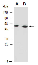 WNT5A Antibody Western (Abiocode)