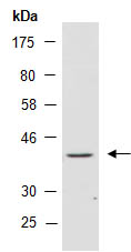 TFB2M Antibody Western (Abiocode)