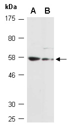 ELL3 Antibody Western (Abiocode)