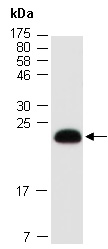 MRAP2 Antibody Western (Abiocode)