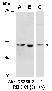 RBCK1 Antibody Western (Abiocode)