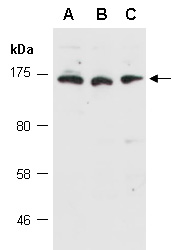 ZNF804A Antibody Western (Abiocode)