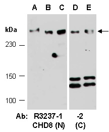 CHD8 Antibody Western (Abiocode)