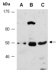 PYGO1 Antibody Western, Abiocode